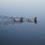 Two ducks floating in the lake 