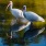 Two cranes wading in the water 