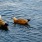 Two ducks floating in the lake 