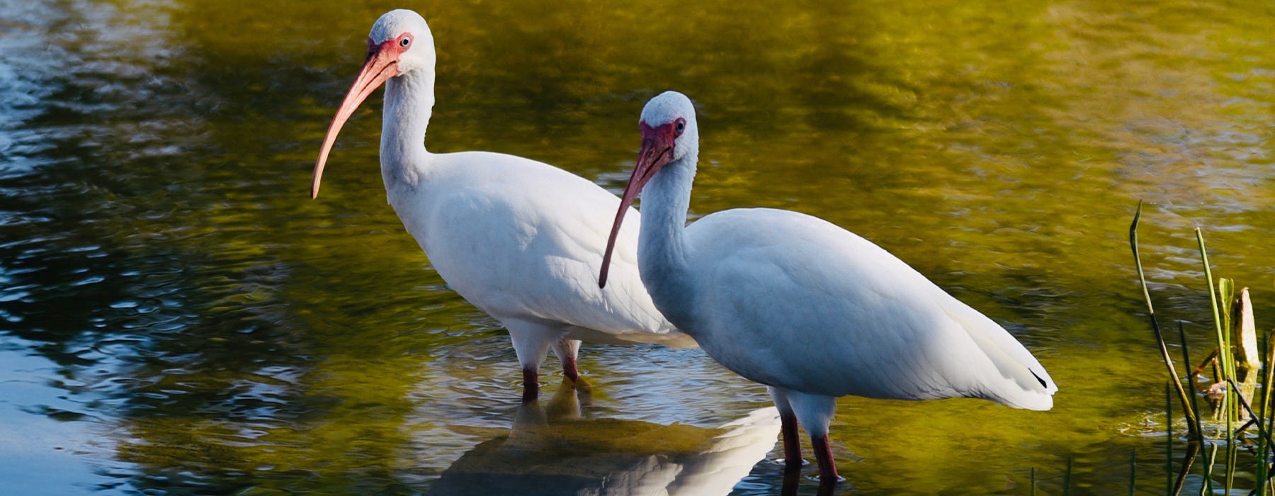Two storks wading in the water 